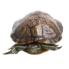 turtle isolated on white background