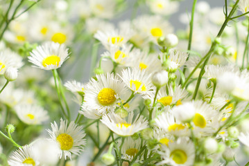 chamomiles on white