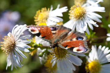 Fototapete bei efototapeten.de bestellen   