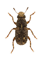 Dissoleucas niveirostris