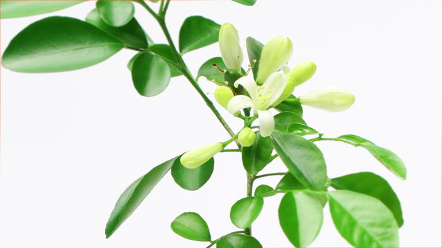 Murraya paniculata (Orange Jasmine) flowers blossom, time lapse