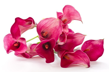 Red Flower Calla © Peredniankina