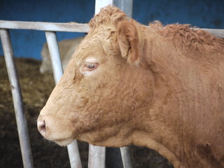 rare breed cow portrait in farmyard