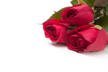 Image of roses  on white background.