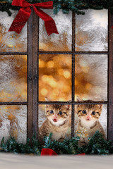Katzen Weihnachten Fenster