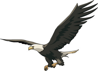 Fototapeta premium Flight of eagle