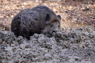 Im Schlamm wühlendes Wildschwein