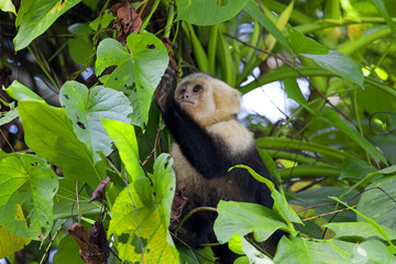 White faced Capuchin