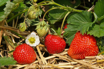 Strawberrys in the garden