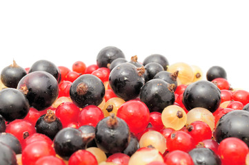 Black, Red And White Currants