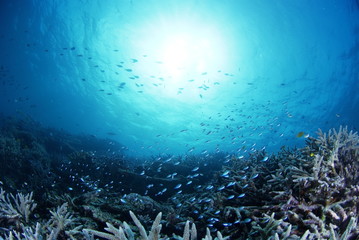 静寂の海底に群生するサンゴの中を舞うデバスズメダイ