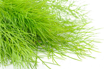 Fresh Green Fennel Close-up
