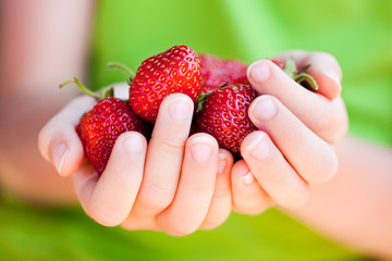 Child's hands holding fresh strawberries