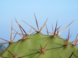 Opuntia cactus