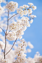 Cherry blossom branch in Washington DC