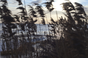Reeds at sea coast.