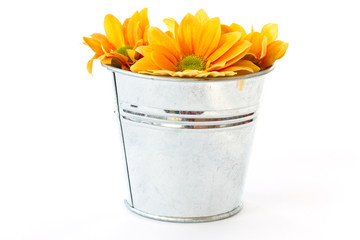 yellow flowering Chrysanthemums in a bucket