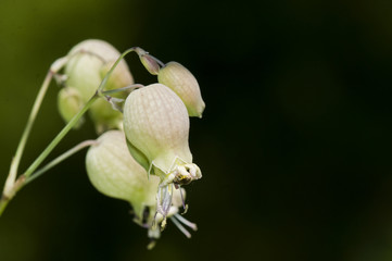 Bladder Campion (Silene vulgaris), Crete