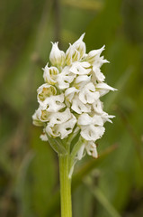 Milky Orchid - Neotinea lactea, Crete