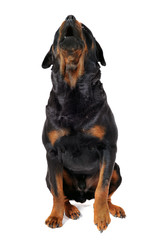 Obraz premium rottweiler aboyant