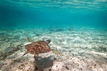 Fototapeta na wymiar Green turtle in nature of Caribbean sea