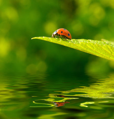 Red ladybug (Coccinella septempunctata) on green leaf