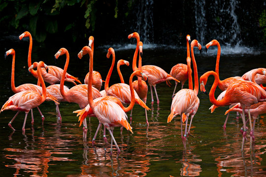Orange Flamingo" Images – Browse 92 Stock Photos, Vectors, and Video |  Adobe Stock