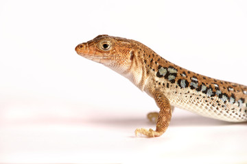 Eidechse Gecko Lizzard
