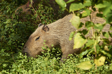 Capivara - Wasserschwein