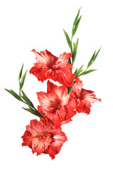 beautiful red gladiolus isolated on white background - obrazy, fototapety, plakaty