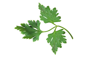 fresh parsley leaf isolated on white background