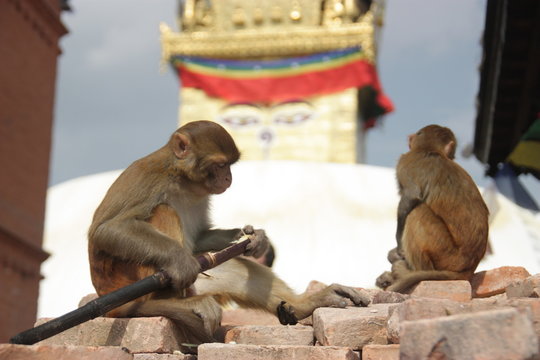 Swayambhunath stupa, Kathmandu, monkey, sugarcane, animals