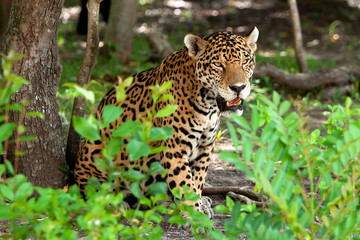 Fototapeta na wymiar Jaguar w parku przyrody na Jukatanie w Meksyku