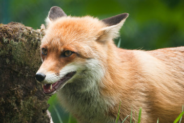 red fox