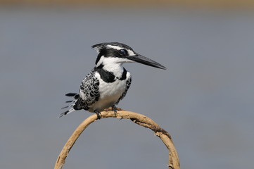 Pied Kingfisher (Ceryle rudis)
