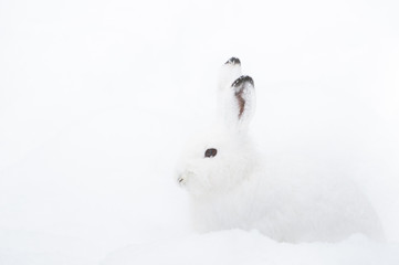 Mountain Hare (lat. Lepus timidus