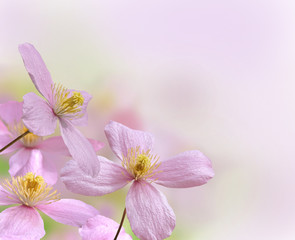 Obraz premium clématite montana