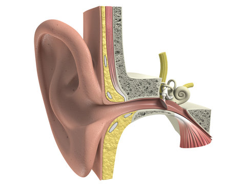 Three Dimensional Human Ear Anatomy