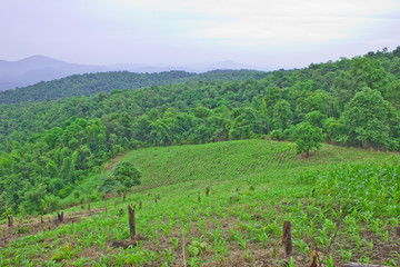 Fototapeta na wymiar Deforestation for maize cultivation on mountain