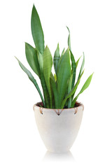 House plant on white background - Sansevieria