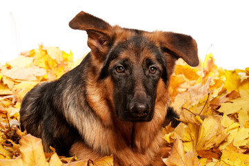 German shepherd