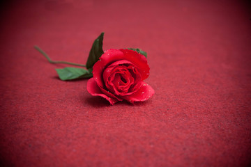 rose of dancer