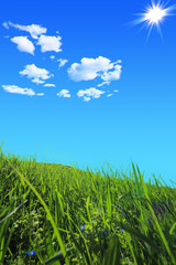 Green grass hills under midday sun