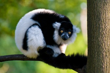 Ruffed Lemur © pablo777