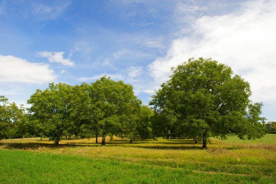 Wallnut trees in France