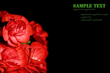beautiful red  carnation flower