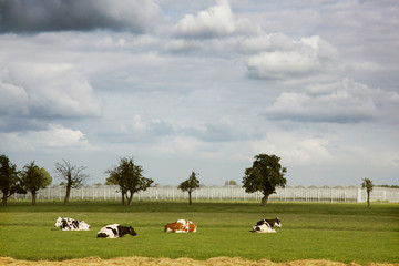Four cows resting in front of greenhouses