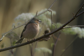 Pinson des arbres