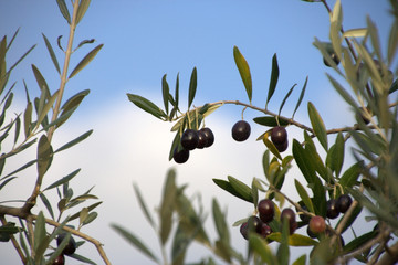 olive nere sull'albero