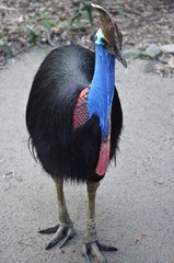 ヒクイドリ　全身